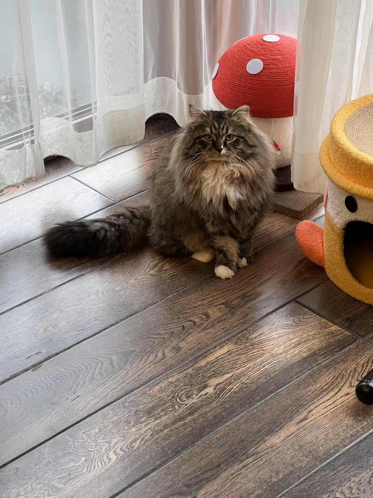 Red Mushroom Cat Tree Scracher Home Room Decor
