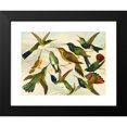thumbnail image 2 of Emil August Göldi 24x19 Black Modern Framed Museum Art Print Titled - Beija-Flores (1900-1906), 2 of 5