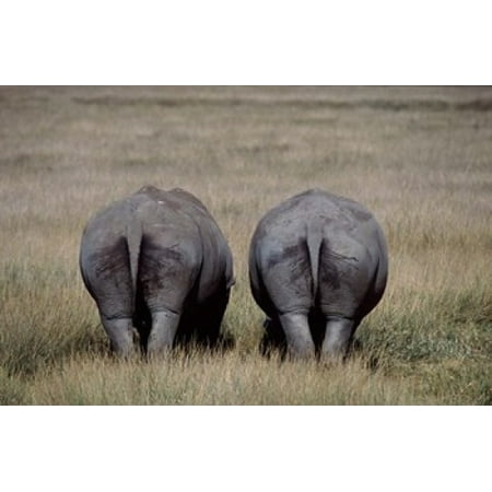 Furniture Stores Lake Charles La White Rhinos in Lake Nakuru National Park Kenya Canvas Art - Charles Sleicher DanitaDelimont (24 x 15) ()