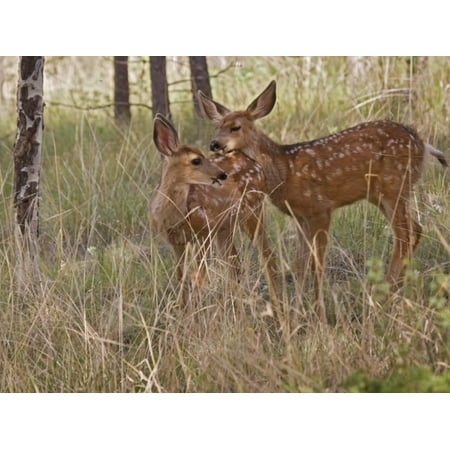 Mule Deer Fawns (Odocoileus Hemionus) in a Mountain Meadow, Pike National Forest, Colorado, USA Print Wall Art By Don