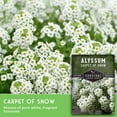 thumbnail image 4 of 2 Packs Carpet of Snow Alyssum Seed - Non-GMO Heirloom Full Sun Annual Flower, 4 of 8