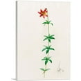 thumbnail image 1 of ARTCANVAS Canada Lily Canvas Art Print by Pierre-Joseph Redoute - Size: 18" x 12" (0.75" Deep), 1 of 9