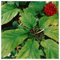 thumbnail image 2 of Everwilde Farms - 1 oz Ginseng Native Wildflower Seeds - Gold Vault Bulk Seed Packet, 2 of 3