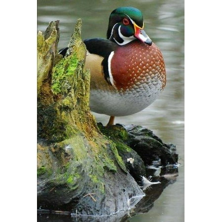 Waterfowl Wood - Mississippi State Waterfowl - Wood Duck Journal: 150 Page Lined Notebook/Diary