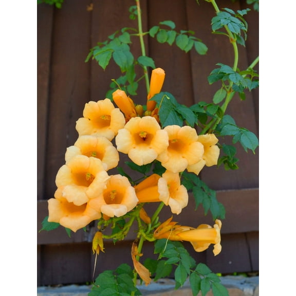 10 YELLOW HUMMINGBIRD TRUMPET Vine Flower Campsis Radicans Flava Climber Seeds