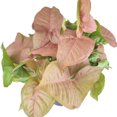 thumbnail image 5 of Syngonium Neon Robusta (6"+ Minimalist Pot) - Pink Arrowhead Plant - Live Healthy Plant - Colorful Foliage Houseplant for Decoration, 5 of 8