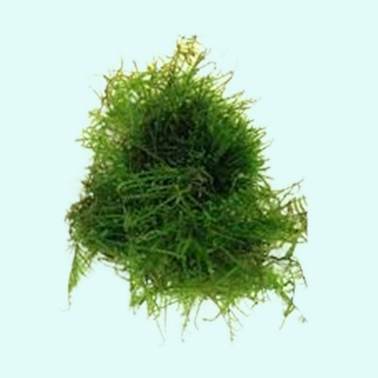 Java Moss Portion in 4 Oz Cup - Easy Live Fresh Water Aquarium Plants