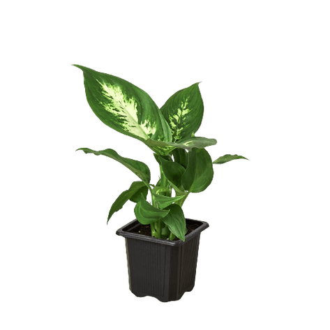 Dieffenbachia 'Camille' - 3' Pot