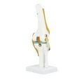 thumbnail image 2 of Vivid 12.6Inch Life Size Knee Joint Simulation Model, Knee Joint Model, PVC For Learning Knee Joint Human Bones Hobbyists, 2 of 8