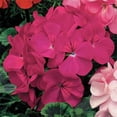 thumbnail image 2 of Outsidepride Geranium Violet - 50 Seeds, 2 of 2