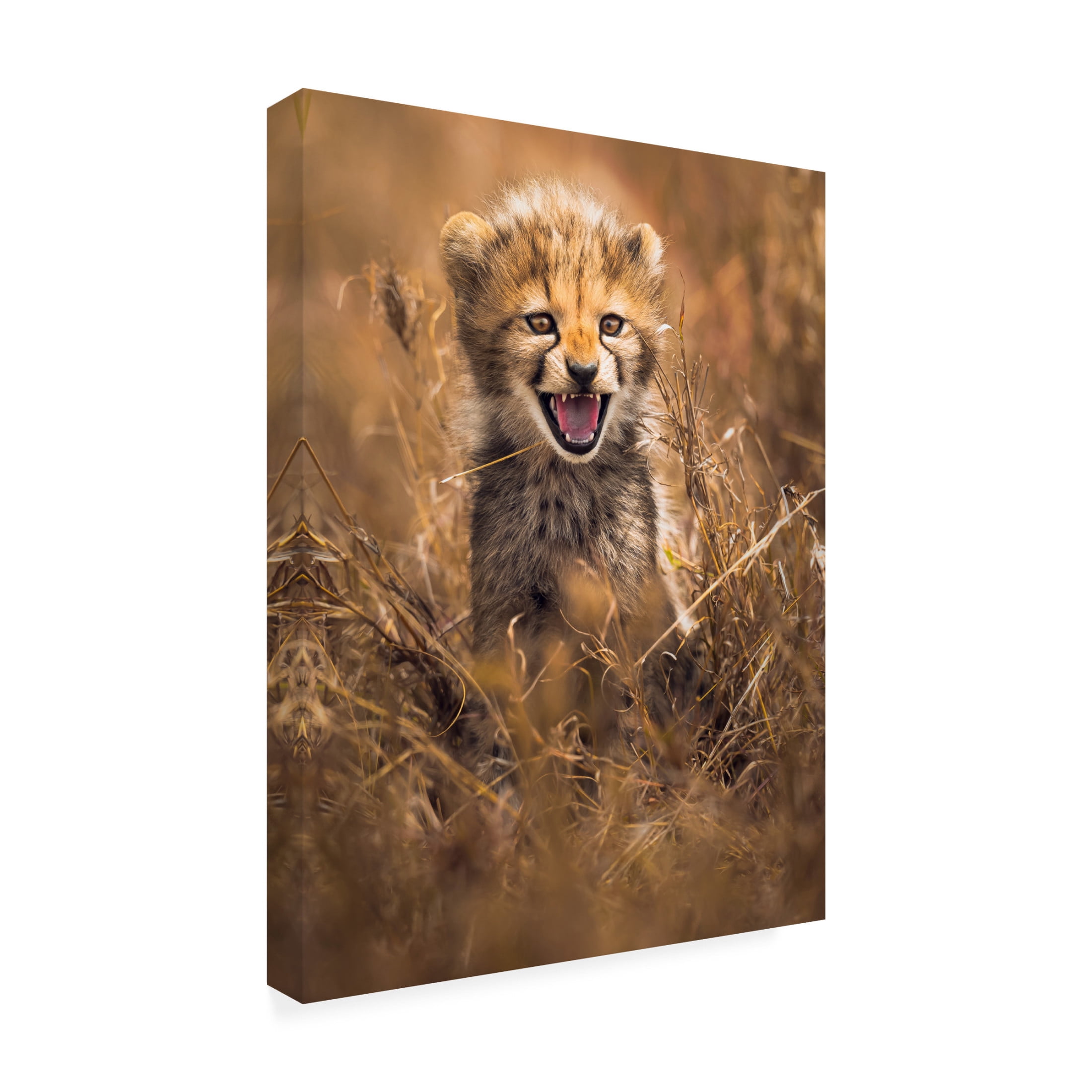 Trademark Fine Art Ahmed Sobhi Big Smile Canvas Wall Art