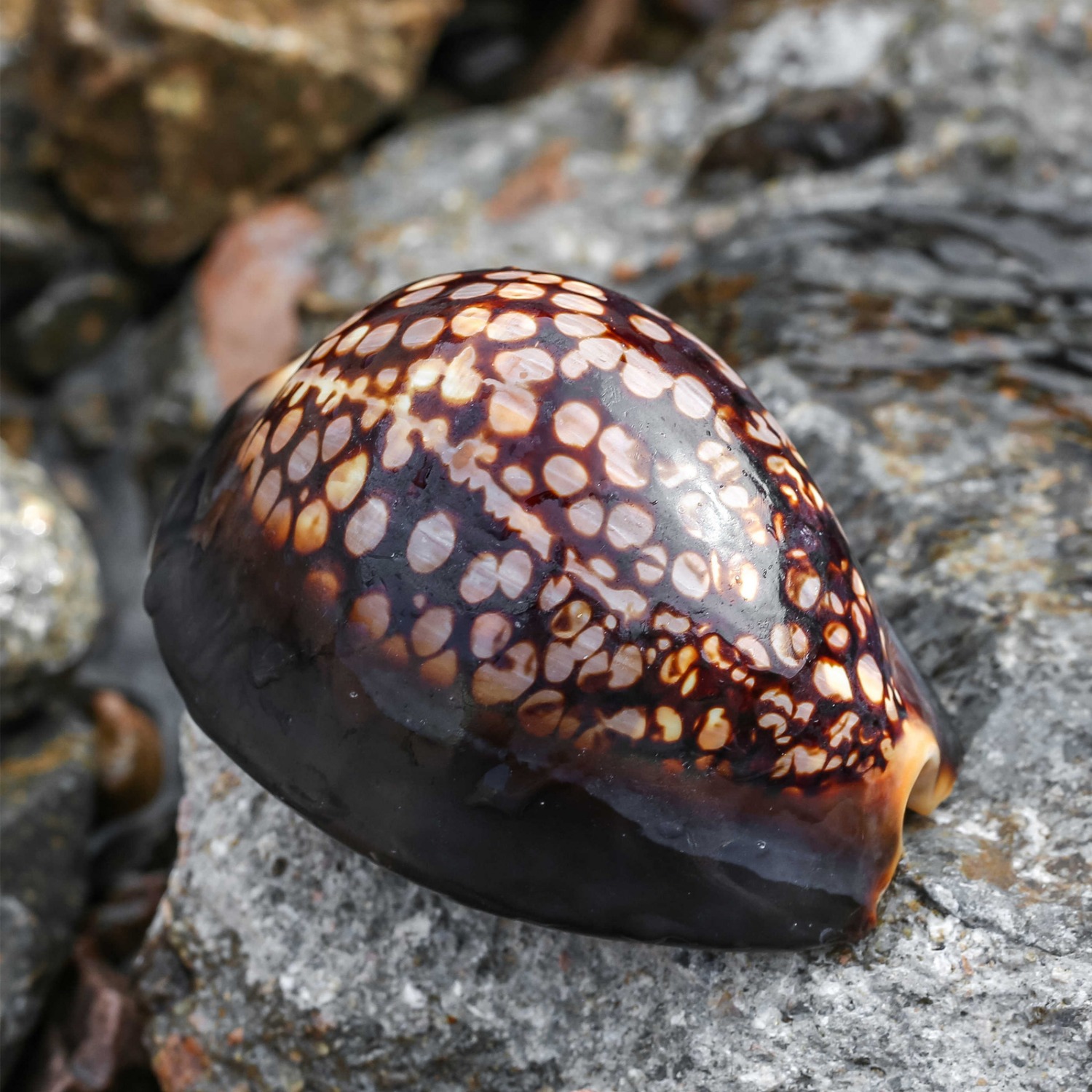 4 to 6cm Tortoise Shell Marine Specimen Ornament Aquarium Decor Coastal Style Handheld Shell Display Home Collection