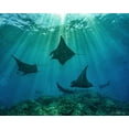 thumbnail image 2 of Fitzharris, Tim 18x15 Black Ornate Wood Framed with Double Matting Museum Art Print Titled - Reef manta rays-Penida Island-Indonesia, 2 of 4
