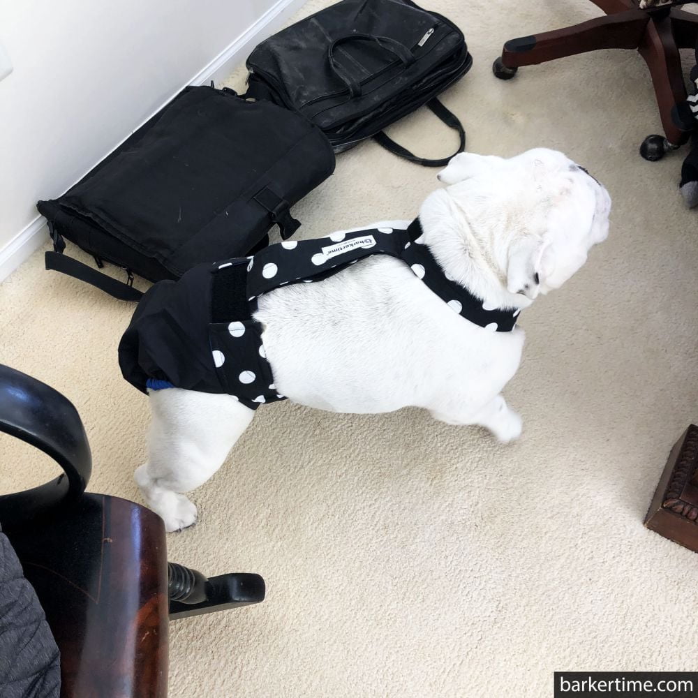 Barkertime White Polka Dot on Black Dog Diaper Overall