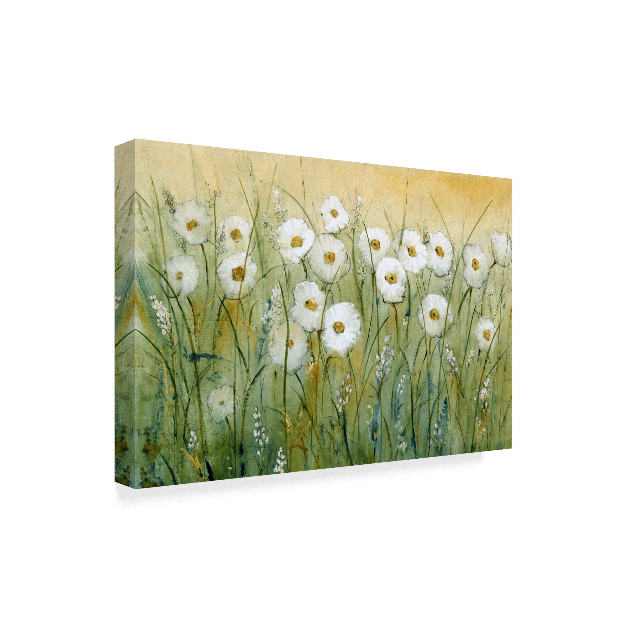 Trademark Fine Art 'Daisy Spring I' Canvas Art by Tim OToole