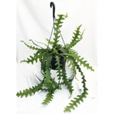 Zig Zag, Ric Rak, Fish Bone Cactus - Selenicereus - 4