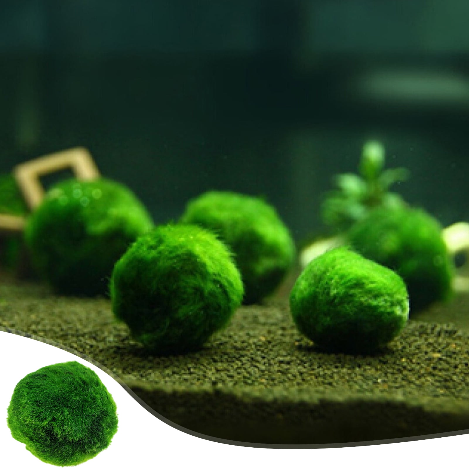 Live Aquarium Plant Marimo Moss Balls Simulation Green Algae Balls Fish  Shrimp Tank Ornament Artificial Plant 1Pc 2-3cm - AliExpress