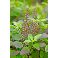thumbnail image 5 of TomorrowSeeds - Red Leaf Holy Basil Seeds - 3000+ Count - For 2026 Planting Ocimum Sanctum, 5 of 11