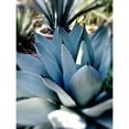 thumbnail image 3 of Wilson, Kali 19x24 Black Modern Framed Museum Art Print Titled - Giant Succulent II, 3 of 5