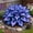 a, variant on Rainbow Hosta Bulk-Garden Stake for Outdoor Decoration-Accent-for Patio and Walkways