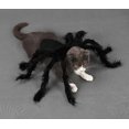 thumbnail image 2 of Spider Costumes pour Animaux, 2 of 4