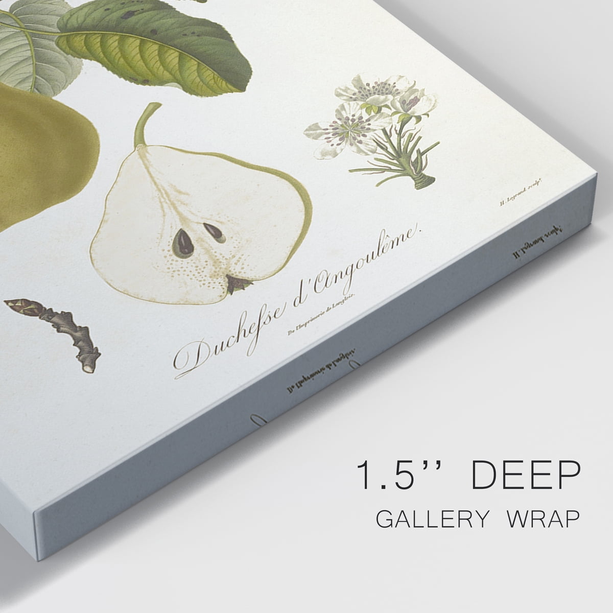 Vintage Pears I Premium Gallery Wrapped Canvas - Ready to Hang - 18 x 27 Each