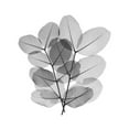 thumbnail image 3 of Koetsier, Albert 15x18 Black Modern Framed Museum Art Print Titled - Leafy Bunch, 3 of 5