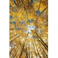 thumbnail image 2 of SMO 17x24 Gold Ornate Wood Framed with Double Matting Museum Art Print Titled - Looking up into yellow Aspen trees in the Colorado Rocky Mountains, 2 of 4