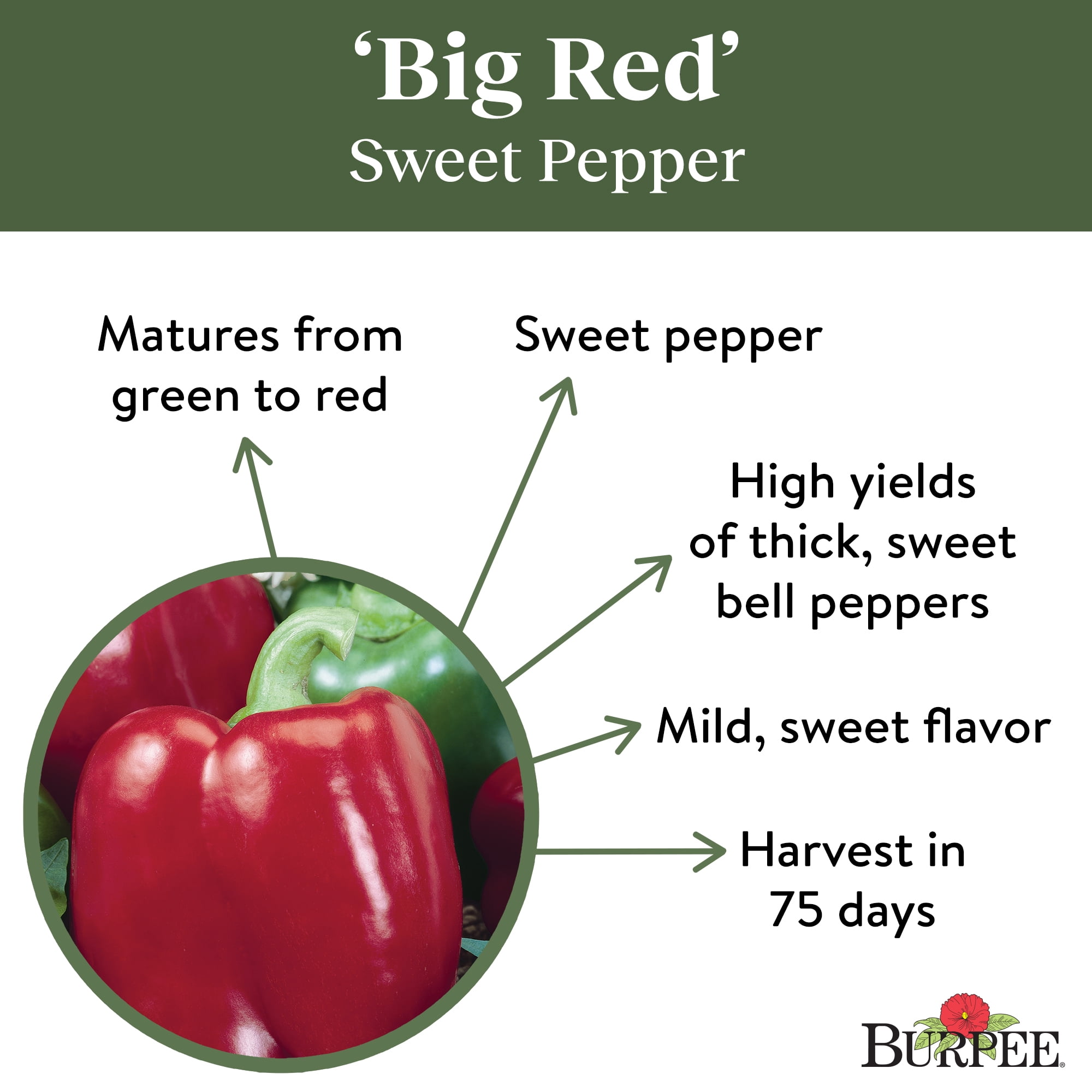 Burpee Big Red Sweet Pepper Vegetable Seed, 1-Pack