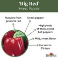 thumbnail image 4 of Burpee Big Red Sweet Pepper Vegetable Seed, 1-Pack, 4 of 5
