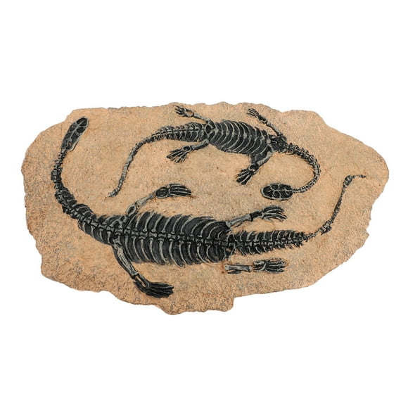 Dinosaur Fossil Ornament, Simulated Dinosaur Skull Decor Resin Material for Home Porch Office Desk