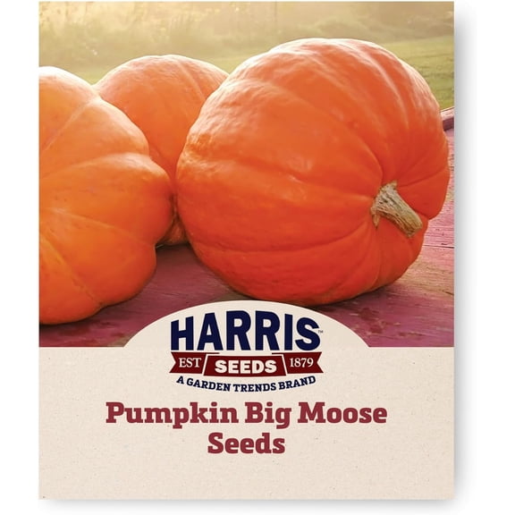 Harris Seeds - Pumpkin Big Moose, Non-GMO Large Vines Medium Red-Orange Vegetable Seeds for Planting