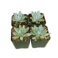 thumbnail image 4 of Pachyveria Little Jewel Glauca Succulent (2"+ Plastic Pot) - Tiny, Lovely, Easy to Care Succulent for Beginners - Live Healthy Succulent for Home Office, 4 of 7