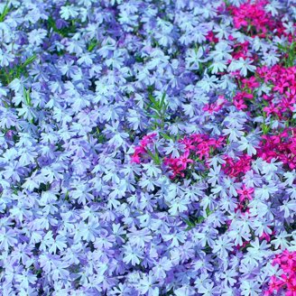 25 Snowflake Creeping Phlox Seeds - Cold and Drought,,, for Early Spring or  Fall Planting - Walmart.com