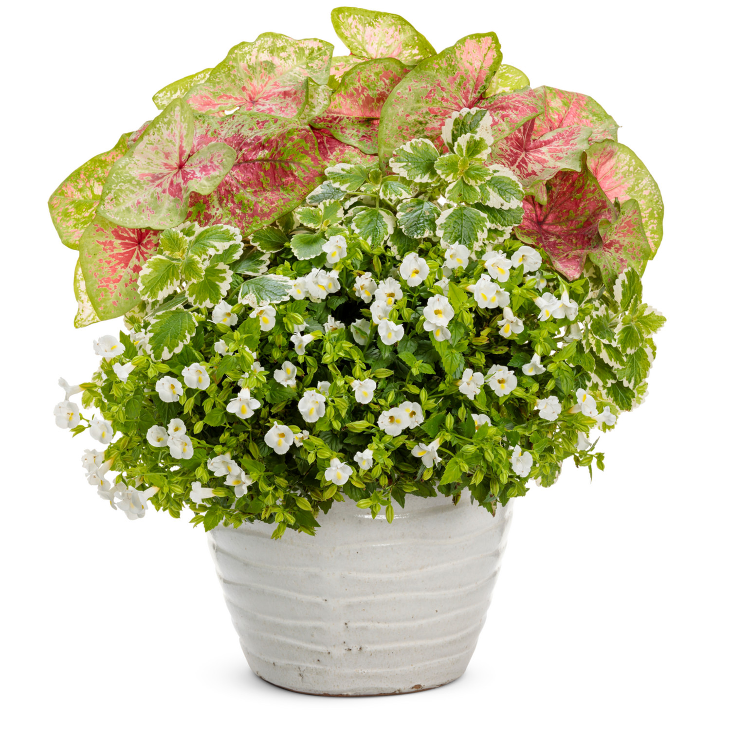 Proven Winners 5" Multicolor Heart to Heart 'Blushing Bride' Sun or Shade Caladium Live Plant in 4.5" Pot
