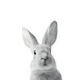 thumbnail image 2 of Braun Studio 15x18 White Modern Wood Framed Museum Art Print Titled - Lapin Rigolo, 2 of 4
