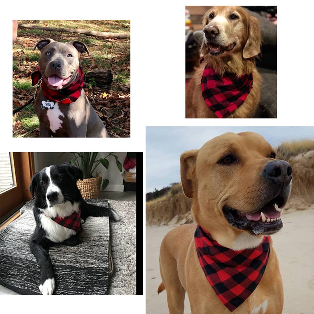 large dog collar with bow