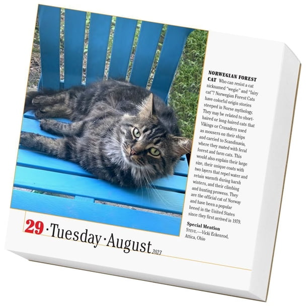 365-cats-page-a-day-calendar-2023-the-world-s-favorite-cat-calendar-calendar-walmart-com