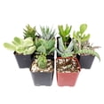thumbnail image 3 of Weirdo Succulent Pack 4 Succulents, 3 of 3