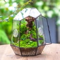 thumbnail image 3 of NCYP Close Geometric Glass Enclosure Terrarium with Vent Holes for Insects, Home Gardening, 3 of 11