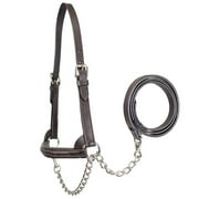 Derby Originals Premium Raised Padded Fancy Stitch Leather Cattle Show Halter with Matching Chain Lead