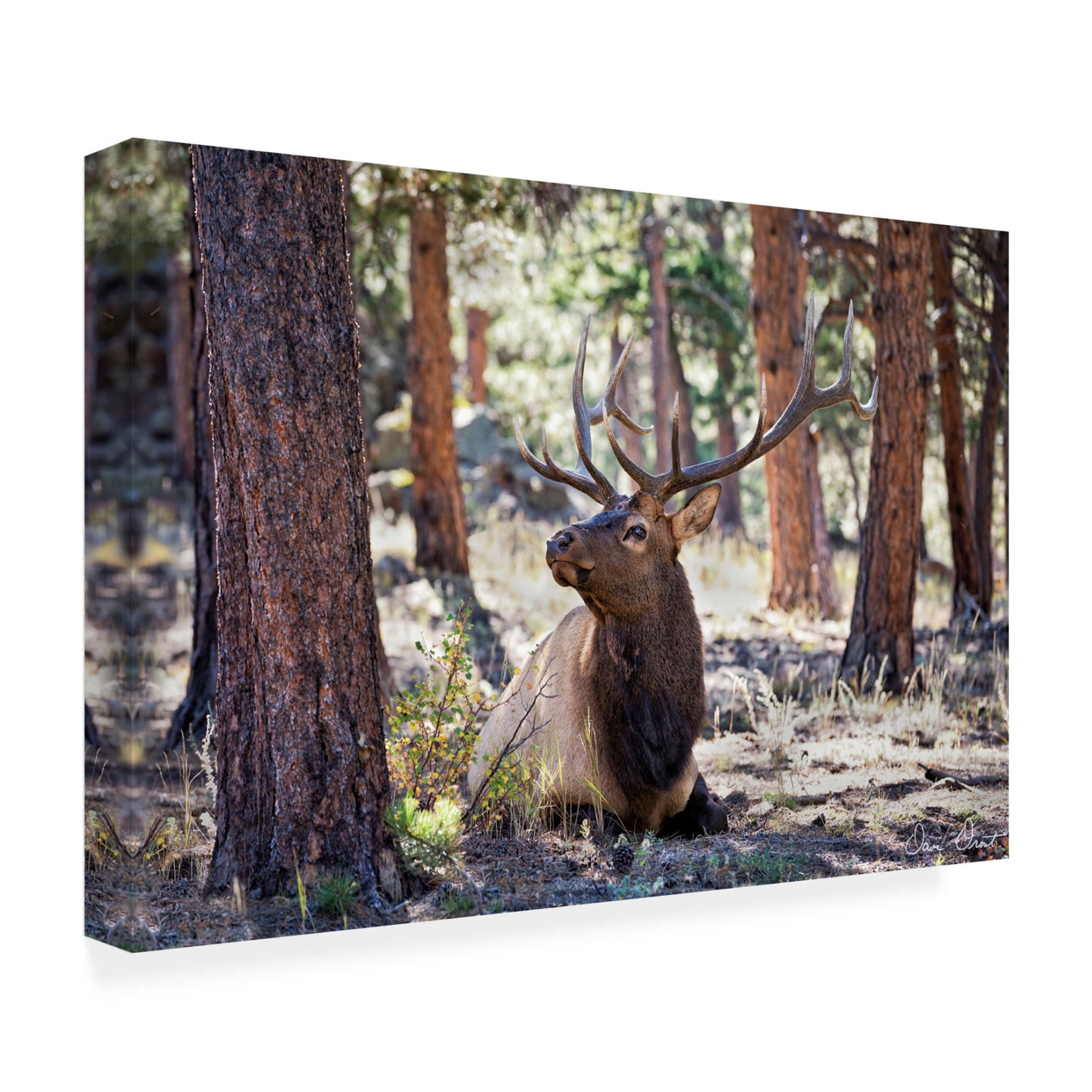 Trademark Fine Art David Drost  Elk in the Woods Canvas Wall Art