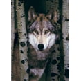 thumbnail image 2 of Eurographics Small Box Gray Wolf Puzzle (1000 Piece), 2 of 2