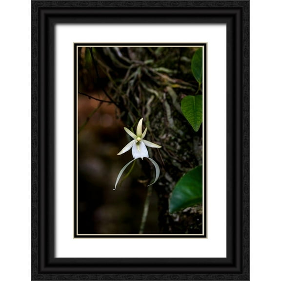 Richardson, Larry 17x24 Black Ornate Wood Framed with Double Matting Museum Art Print Titled - A rare Ghost orchid grows only in swamps in south Florida