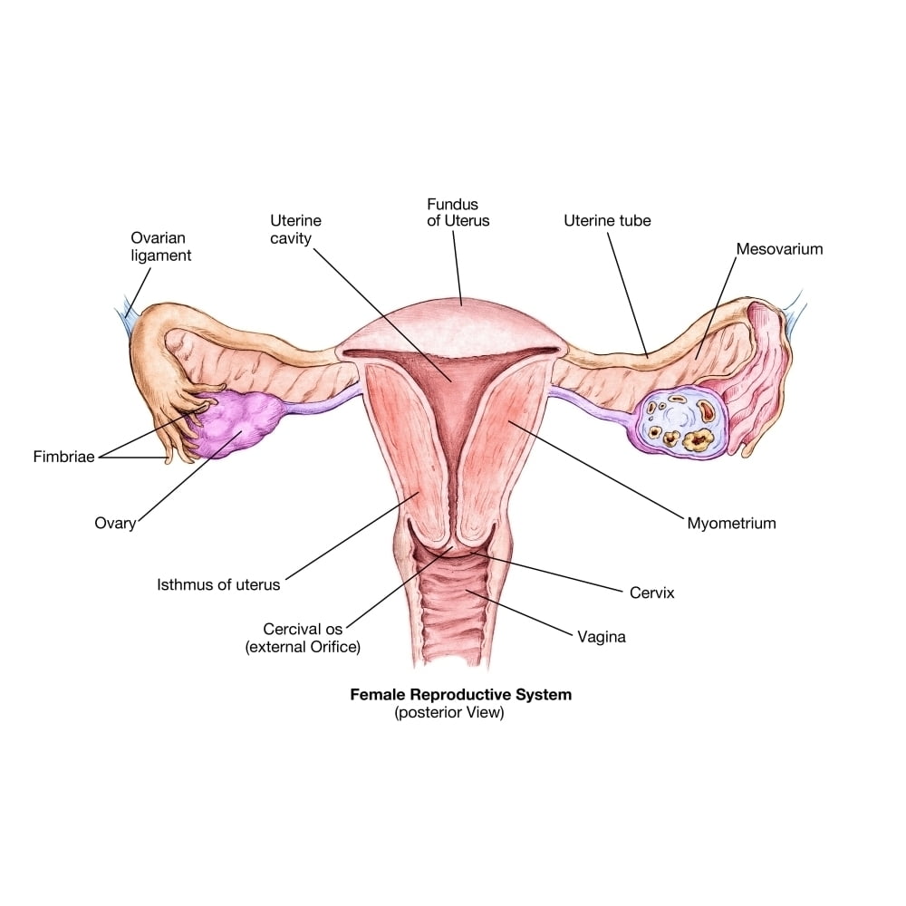 Female Reproductive System Poster Print by Spencer SuttonScience Source (24  x 18) - Walmart.com