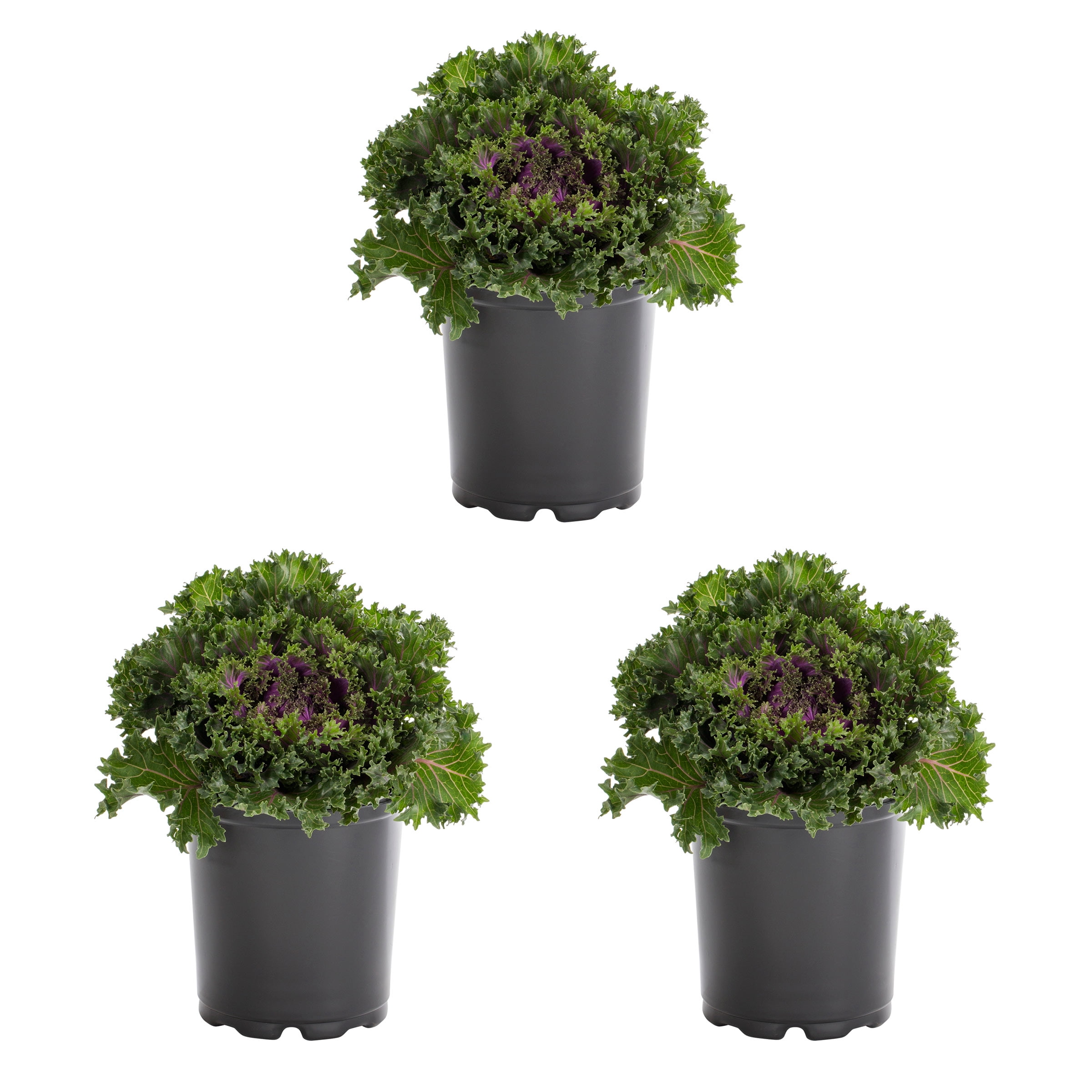 Expert Gardener 12" Red Ornamental Kale Live Plants in Grower Pots (2 Count)