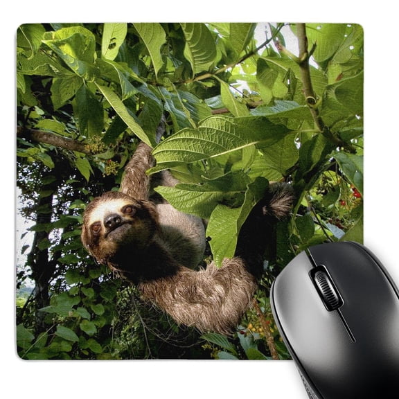 3dRose, Panama, Panama City, Three-toed Sloth wildlife - SA15 CZI0561 - Christian Ziegler, MousePad
