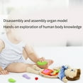 thumbnail image 7 of Fascinating Human Body 3D Model for Toddler Students and Enthusiasts to Learn Anatomy and Recognize Organs, 7 of 7