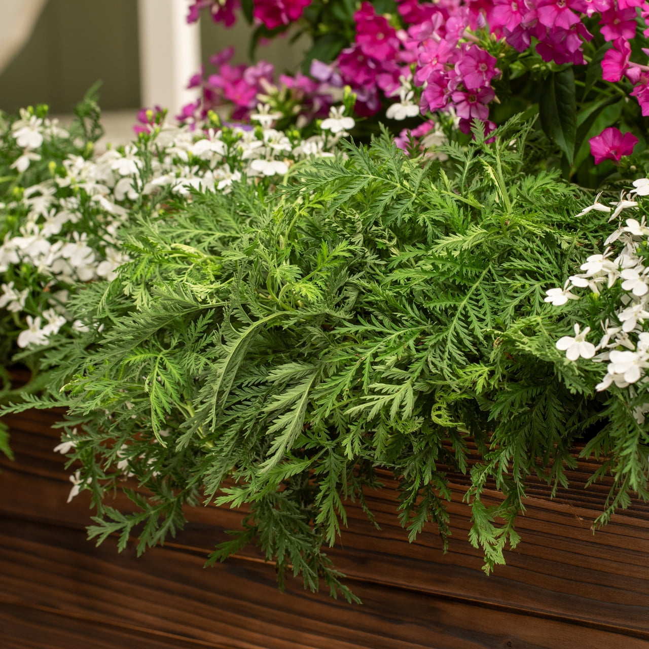 Expert Gardener 2.5QT Fern Live Perennial Plant Sun 3-Pack