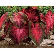 Red Flash Caladium Bulbs, Fancy Mix, Easy to Grow, Colorful Mix, Perennial Hosta (5 Bulbs)